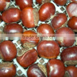New Crop Fresh Chestnut Top Quality for Sale thumbnail-1