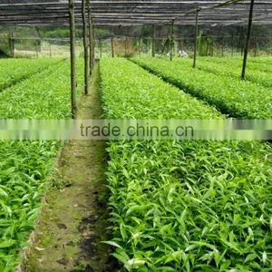 AGARWOOD SEEDLING thumbnail-6
