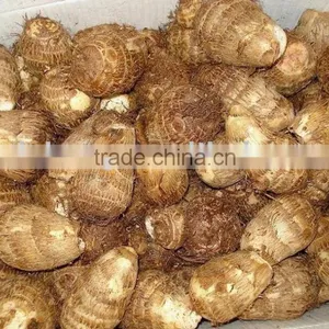 Authenticated GAP FRESH Taro Planter thumbnail-1
