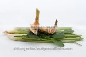 Galangal Oil thumbnail-3