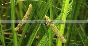 Supplier of Calamus Essential Oil thumbnail-4