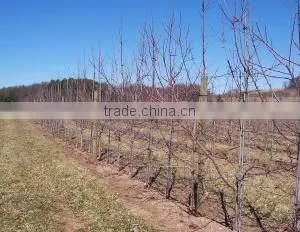 Fiber Reinforced Plastic FRP Stake for Nursery Fruit Trees thumbnail-4