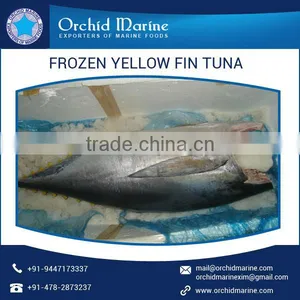 Yellowfin Tuna With Definite Flavor Available From Top Manufacturer/Supplier thumbnail-3