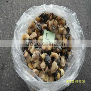 Sea Best Cooking Frozen Conch Shells for Sale thumbnail-1