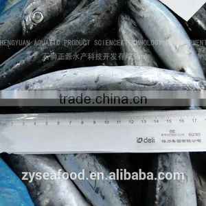 Bulk Sell Land Frozen HGT Bonito Tuna thumbnail-1