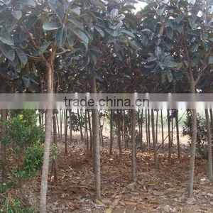 Ficus Elastica Project Trees thumbnail-1