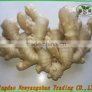 Prices Of Ginger Dried And Ginger Fresh thumbnail-1