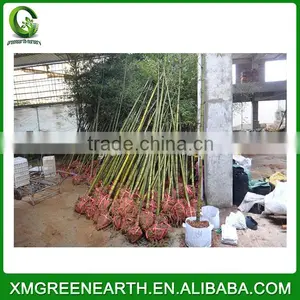 PHYLLOSTACHYS PUBESCENS Diameter 3-4cm (1) thumbnail-2