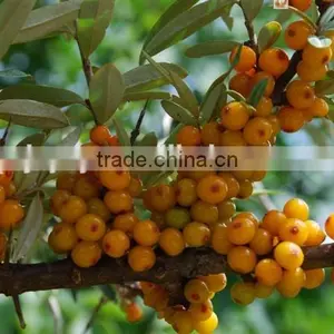 Factory Supply Natural Seabuckthorn Seed Oil Bulk With Competitive Price thumbnail-1