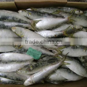 Sardinella Lemuru From Chinese Manufacture thumbnail-3