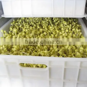 Automatic Bean Sprout Machine / Commercial Mung Bean Sprout Machine for Sale thumbnail-3