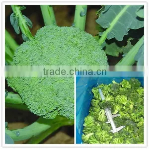 Supply Grade A Frozen Fresh Broccoli Florets thumbnail-1