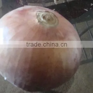 Fresh Yellow Onion thumbnail-1