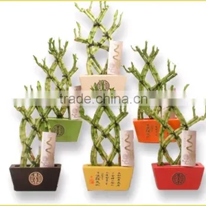 18 Stems Braided Lucky Bamboo Bonsai Tree Dracaena Sanderiana Indoor Aquatic Feng Shui Plants Nursery Garden Decoration thumbnail-3