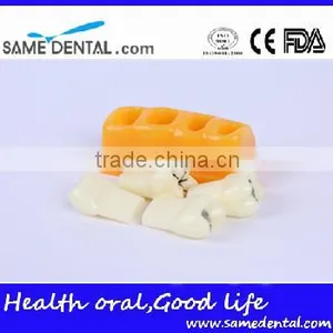 Pit and Fissure Model Dental Eduction Assitant No. DEA-19 thumbnail-3