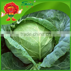 Green Cabbage for Sale/fresh Cabbage Grade A Ceramic Cabbage thumbnail-1