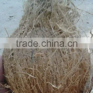 Coconuts - Semi Husked thumbnail-1