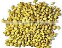 Coriander Seeds thumbnail-2