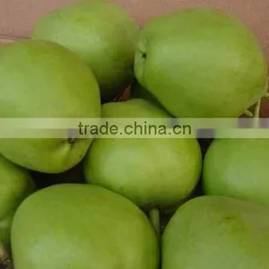 Green ya Pear thumbnail-1