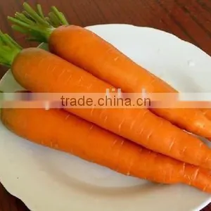 FRESH ORGANIC CARROTS WITH HIGH QUALITY thumbnail-2