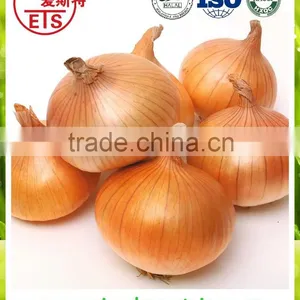 Best Quality Fresh Onion From China thumbnail-1