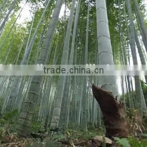 High Sprouting Rate Bamboo Seeds For Growing Bamboo Trees and Shoots thumbnail-6