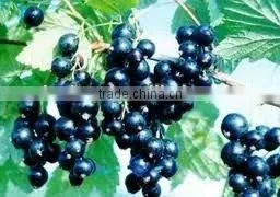BNP Natural 95% Piperine Black Currant Extract Powder thumbnail-1
