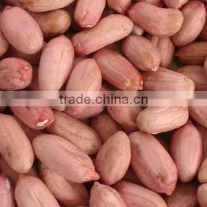 Chinese Factory Peanut Kernels & Blanched Peanut Kernels thumbnail-1