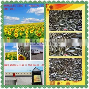 Raw Chinese Sunflower Seeds With in 2015 thumbnail-1