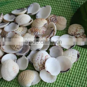 Natural Decotative Semicassis Inornata Seashell for Sale thumbnail-5