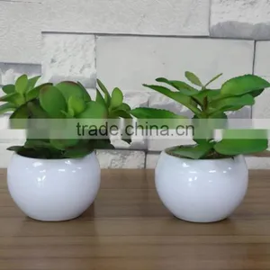 White Potted Mini Succulent Plants Bonsai thumbnail-6