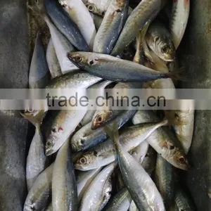 Hot Sale Frozen W/R Horse Mackerel Fresh Fish thumbnail-4