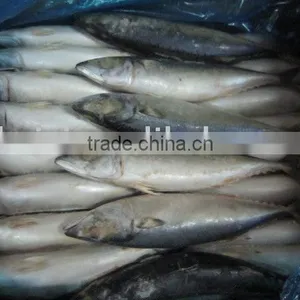 Frozen Fresh Mackerel (300-500g) thumbnail-1