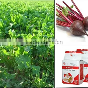 500g Magic Instant Yeast Instant Dry Export Yeast of China Supplier thumbnail-5