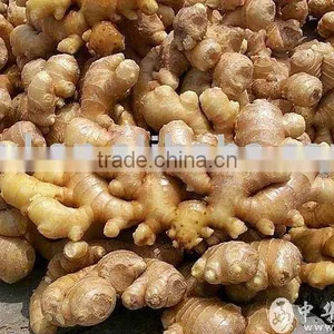 Ginger Oil(fragrance Oil) thumbnail-1