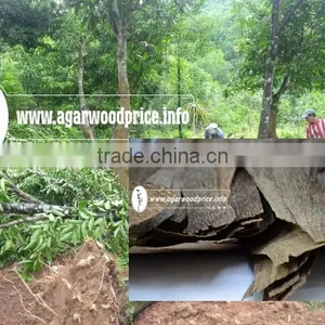 New Arrival Vietnam High Grade, Reasonable Price Agar Wood Chips or Oud Wood Chips thumbnail-1