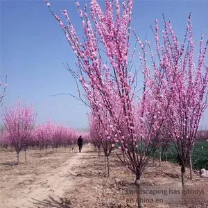 Price of 3 - Centimeter Mei Flowering Plum, Affordable, Guarantee Survival Rate thumbnail-4