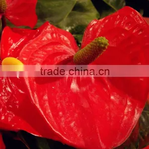Durable Hotsell Red Anthurium Plant thumbnail-1