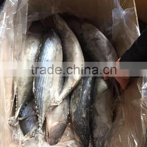Frozen 1.5kg up Belted Bonito ( Sarda Orientalis) thumbnail-5