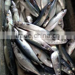 NEW LANDING FROZEN FISH PACIFIC MACKEREL SEA FROZEN 400-600G thumbnail-1