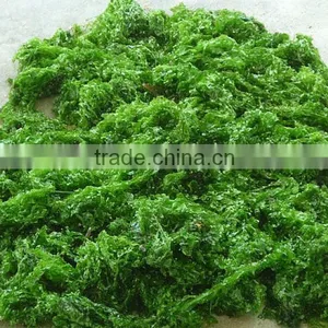 SEAWEED_ULVA LACTUCA LEAVE_HIGH QUALITY _ GOOD PRICE thumbnail-1