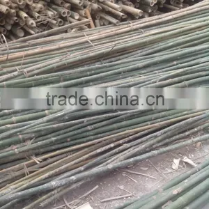 High Quality Bamboo Pole for Exporting thumbnail-1