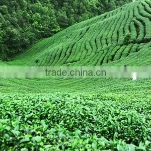 ISO Health Organic Tea for Weigh Loss for Sale in Vietnam thumbnail-4