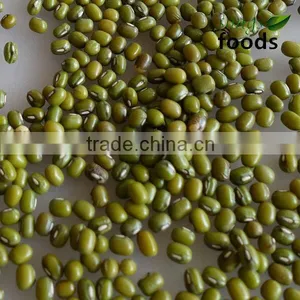 New Crop Green Mung Beans for Sprouting With Competitive Price thumbnail-1