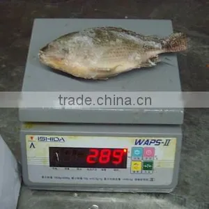 Fresh Frozen Tilapia Fish thumbnail-1