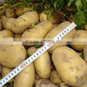 FRESH POTATO thumbnail-1