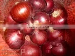 Egyptian Onion thumbnail-5