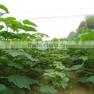 High Quality Paulownia Seed 9501 Seed For Paulownia Plants/Paulownia Elongata Seeds/paulownia Kawakamii thumbnail-4