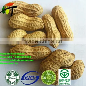High Quality Roasted Peanut in Shell thumbnail-3