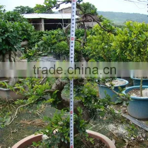 Landscaping and Outdoor Bonsai Usage Chinese Ulmus Pulila thumbnail-2